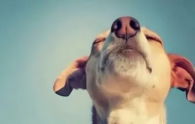 Almost bothered dog meme template