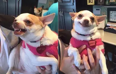 angry dog meme meme template