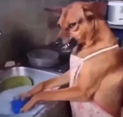 Angry Dog Reaction meme template
