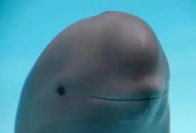Awkward beluga meme template
