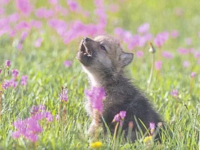 Baby Insanity Wolf meme template