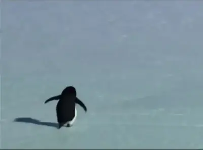Be The Penguin meme template