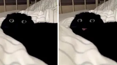 Black cat blep meme template