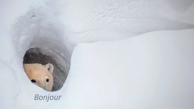 Bonjour template meme template