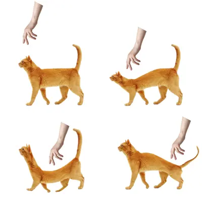 Cat hand avoid flee meme template