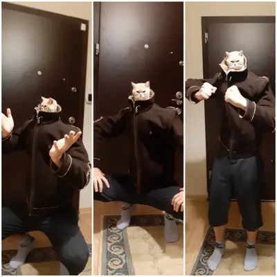 Cat head tracksuit squatting meme template