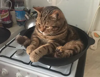 Cat in pot on stove meme template