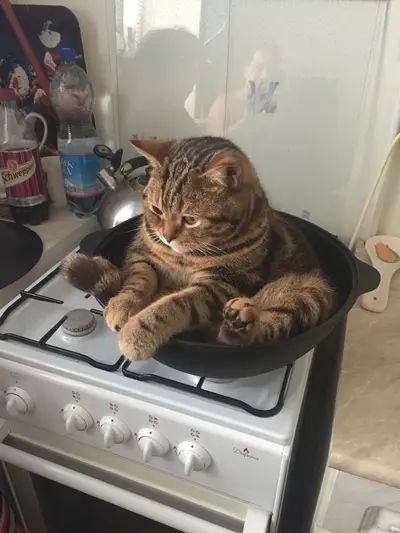 Cat sitting in pot on stove meme template