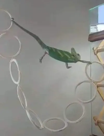 Chameleon holding on meme template