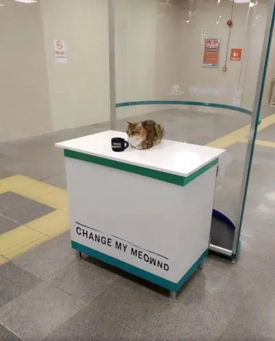 Change my meownd cat meme template