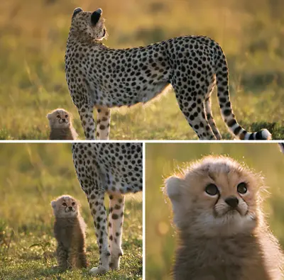 Cheetah cub looking up meme template