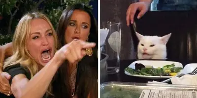Chick yelling at cat meme template