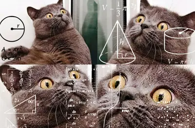 Confused cat math lady meme template