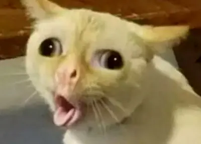 Coughing cat meme template