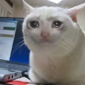Crying cat meme template