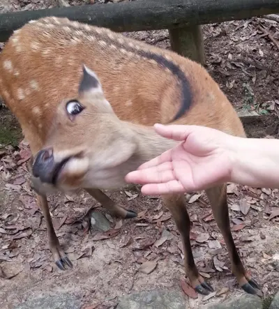 Deer afraid of hand template biche faon bambi peur meme template