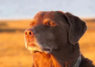 Dog crying (pain) meme template