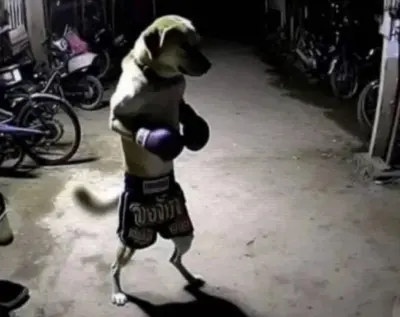 Dog doing karate meme template