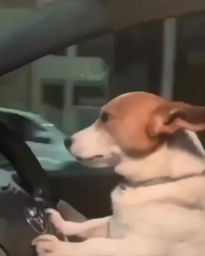 Dog driving meme template