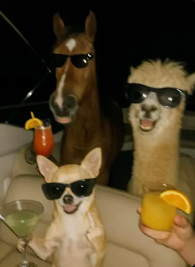 Dog, Horse & Llama drinking meme template