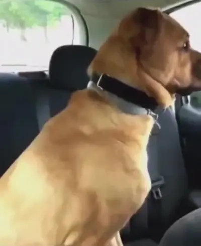 Dog Shaking Scared Reaction meme template