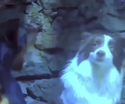 Dog smiling while being barked at meme template