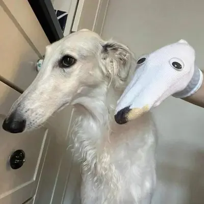 Dog sock puppet toy meme template