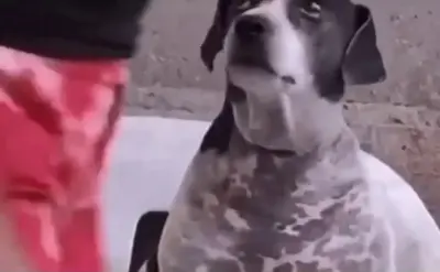 Dog Staring meme template