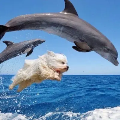 Dog with dolphins meme template