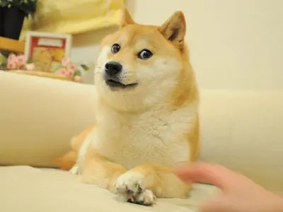 Doge 2 meme template