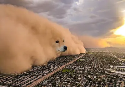 Dust storm dog chien tempête sable meme template