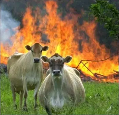 Evil Cows meme template