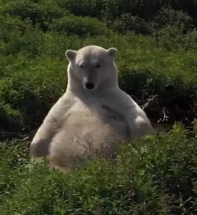 Fat Polar Bear meme template