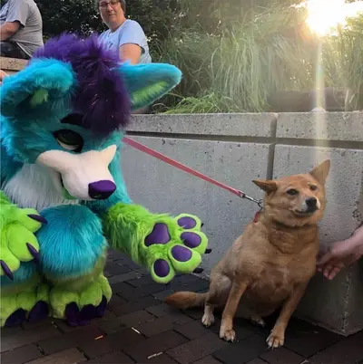 Furry meeting dog meme template