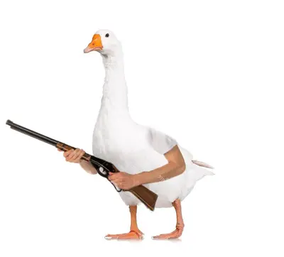 Goose with gun meme template