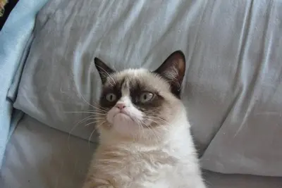 Grumpy Cat Bed meme template