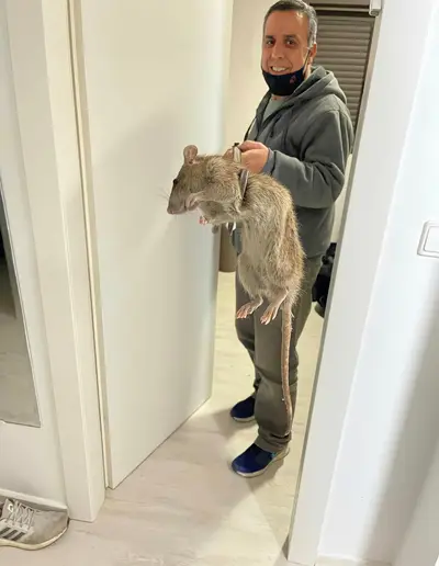 Guy holding giant rat meme template