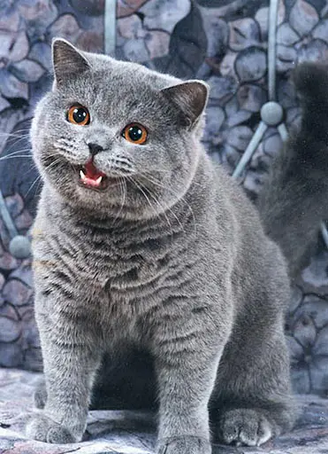 Happy cat meme template