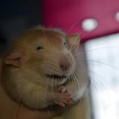 Happy rat hands together meme template