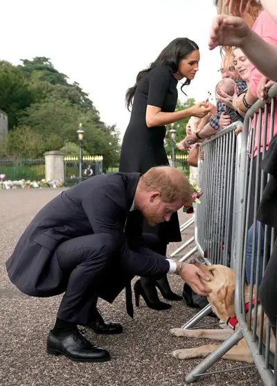 Harry megan windsor dog meme template