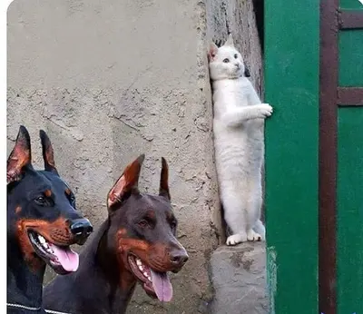 Hidden cat meme template