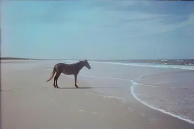 Horse standing on beach meme template