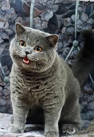 I can has cheezburger cat meme template