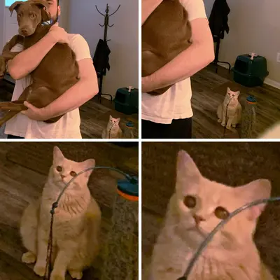 Jealous cat man holding dog meme template