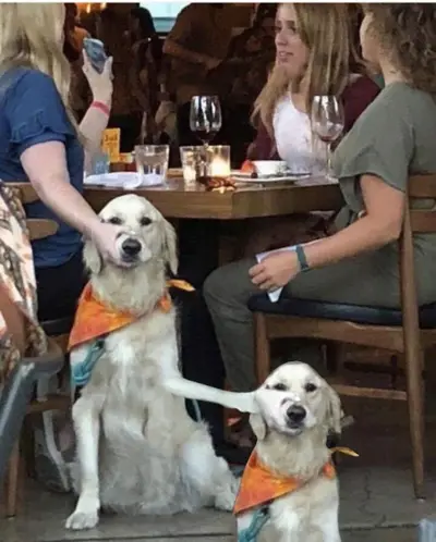 Jealous dog side eye meme template