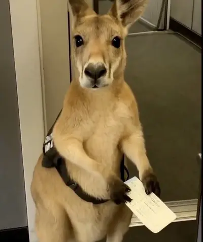 Kangaroo Holding Boarding Pass meme template