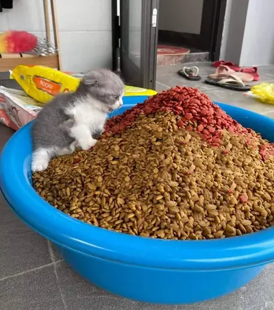Kitten giant food bowl meme template