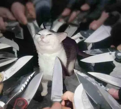 Knife cat meme template