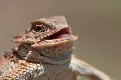 Laughing Lizard meme template