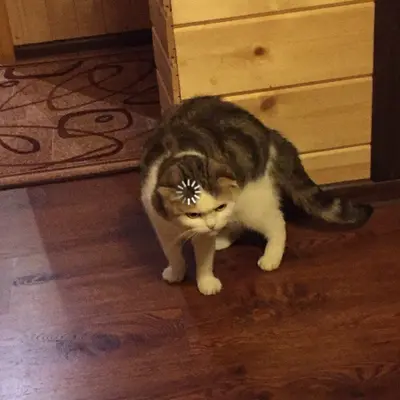 Loading cat scratching meme template
